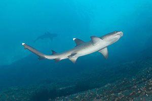 Diving the Socorro Islands with Marty Snyderman