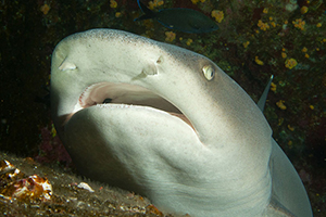 Diving the Socorro Islands with Marty Snyderman