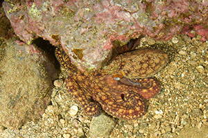 Diving the Socorro Islands with Marty Snyderman