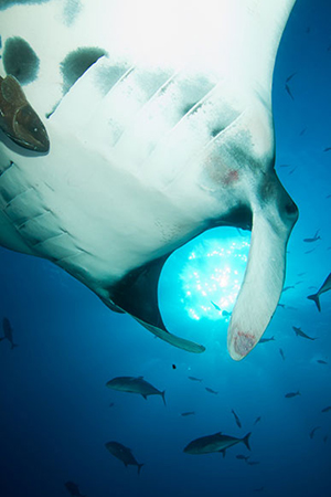 Diving the Socorro Islands with Marty Snyderman