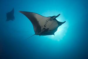 Diving the Socorro Islands with Marty Snyderman