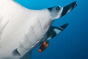 Diving the Socorro Islands with Marty Snyderman