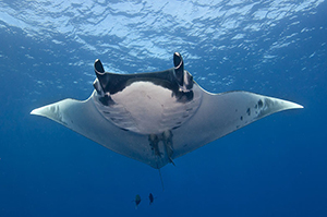 Diving the Socorro Islands with Marty Snyderman