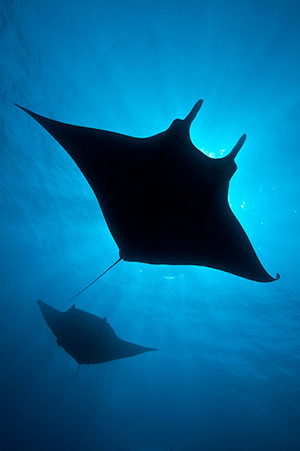 Diving the Socorro Islands with Marty Snyderman