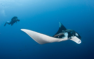 Diving the Socorro Islands with Marty Snyderman