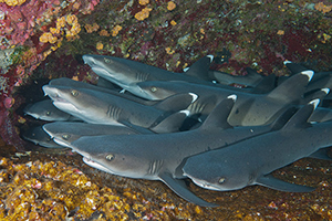 Diving the Socorro Islands with Marty Snyderman