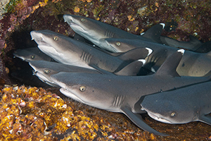 Diving the Socorro Islands with Marty Snyderman