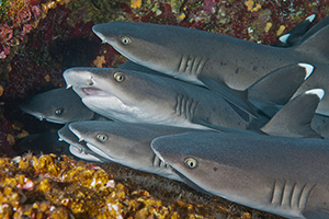 Diving the Socorro Islands with Marty Snyderman