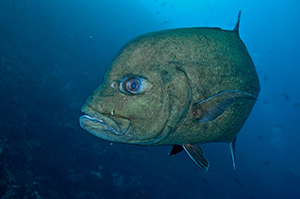 Diving the Socorro Islands with Marty Snyderman