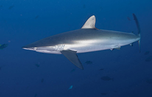 Diving the Socorro Islands with Marty Snyderman