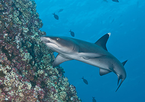 Diving the Socorro Islands with Marty Snyderman