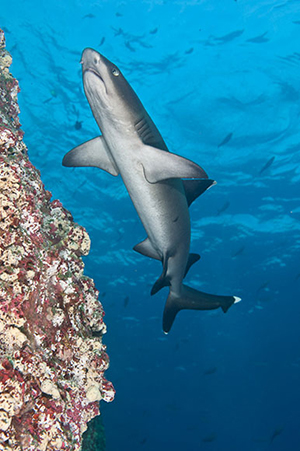 Diving the Socorro Islands with Marty Snyderman