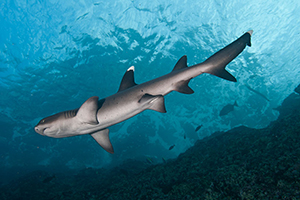 Diving the Socorro Islands with Marty Snyderman