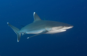 Diving the Socorro Islands with Marty Snyderman