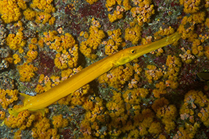 Diving the Socorro Islands with Marty Snyderman