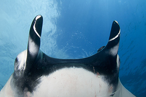 Diving the Socorro Islands with Marty Snyderman