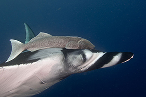 Diving the Socorro Islands with Marty Snyderman