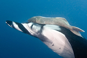 Diving the Socorro Islands with Marty Snyderman