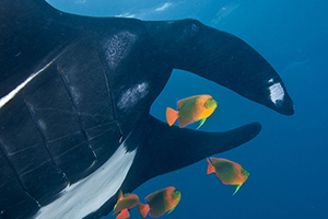 Diving the Socorro Islands with Marty Snyderman