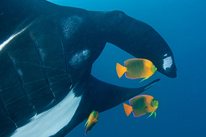 Diving the Socorro Islands with Marty Snyderman