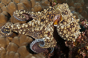 Diving the Socorro Islands with Marty Snyderman