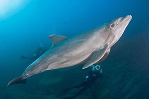 Diving the Socorro Islands with Marty Snyderman