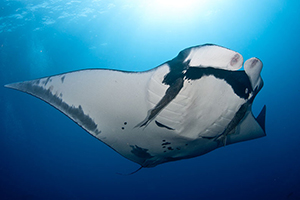 Diving the Socorro Islands with Marty Snyderman