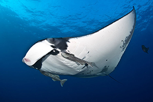 Diving the Socorro Islands with Marty Snyderman