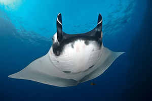 Diving the Socorro Islands with Marty Snyderman