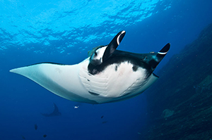 Diving the Socorro Islands with Marty Snyderman