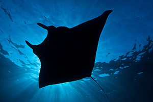 Diving the Socorro Islands with Marty Snyderman