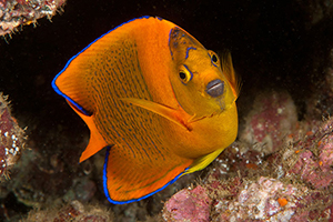 Diving the Socorro Islands with Marty Snyderman