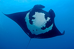 Diving the Socorro Islands with Marty Snyderman