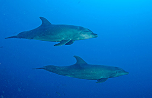 Diving the Socorro Islands with Marty Snyderman