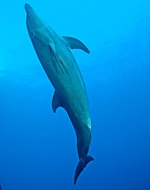 Diving the Socorro Islands with Marty Snyderman