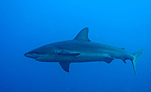 Diving the Socorro Islands with Marty Snyderman