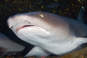 Diving the Socorro Islands with Marty Snyderman