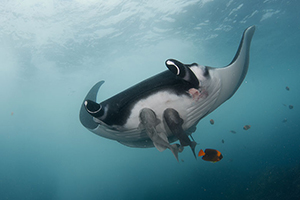 Diving the Socorro Islands with Marty Snyderman