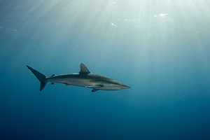 Diving the Socorro Islands with Marty Snyderman