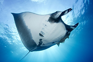 Diving the Socorro Islands with Marty Snyderman