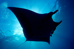 Diving the Socorro Islands with Marty Snyderman