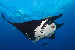 Diving the Socorro Islands with Marty Snyderman