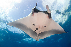 Diving the Socorro Islands with Marty Snyderman