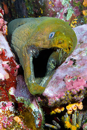 Diving the Socorro Islands with Marty Snyderman