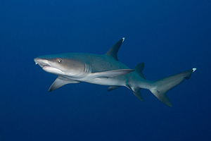 Diving the Socorro Islands with Marty Snyderman