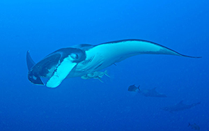 Diving the Socorro Islands with Marty Snyderman