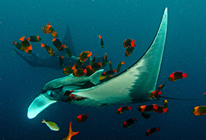 Diving the Socorro Islands with Marty Snyderman