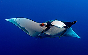 Diving the Socorro Islands with Marty Snyderman