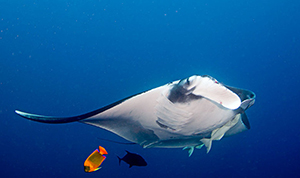 Diving the Socorro Islands with Marty Snyderman