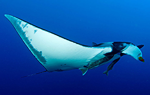 Diving the Socorro Islands with Marty Snyderman